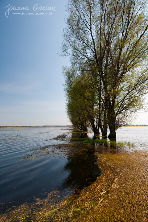099_Biebrza - kwiecien 2011.jpg